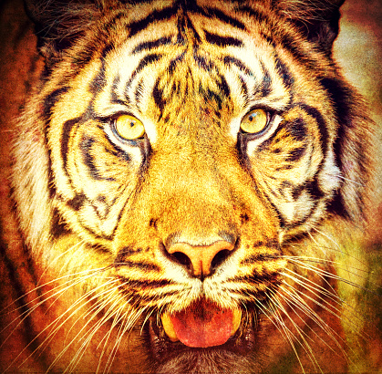 portrait of sumatran tiger (Panthera tigris sumatrae) in abstract color