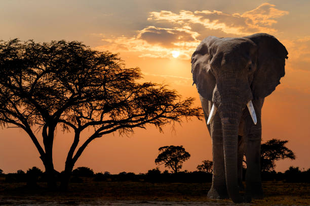 coucher de soleil afrique sur acacia centenaire et éléphant - sunset vacations orange glowing photos et images de collection