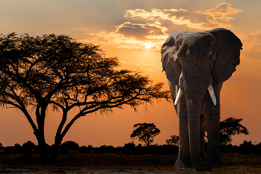 sunset over acacia tree and African elephant. Africa safari wildlife and wilderness. Beautiful nature african scene