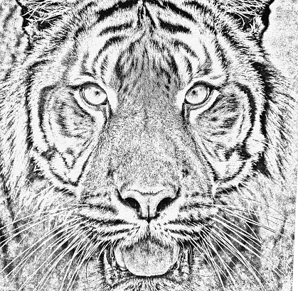 black and white portrait of sumatran tiger (Panthera tigris sumatrae) in abstract color