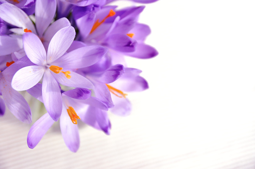 springtime flower arrangement: close up of a bouquet of whitewell purple crocus in vase on white table. White background and copyspace.