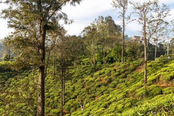 istock Beautiful landscape tea plantation. 649182606
