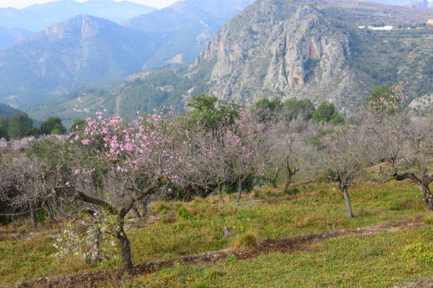 istock Almond blossom in Spain 649183308