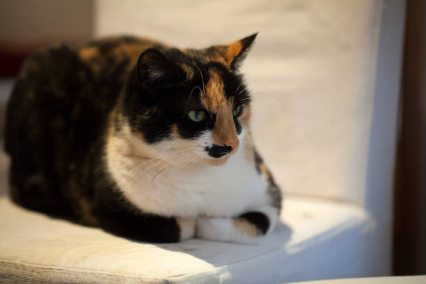 istock the charming cat lying on a chair 649184908