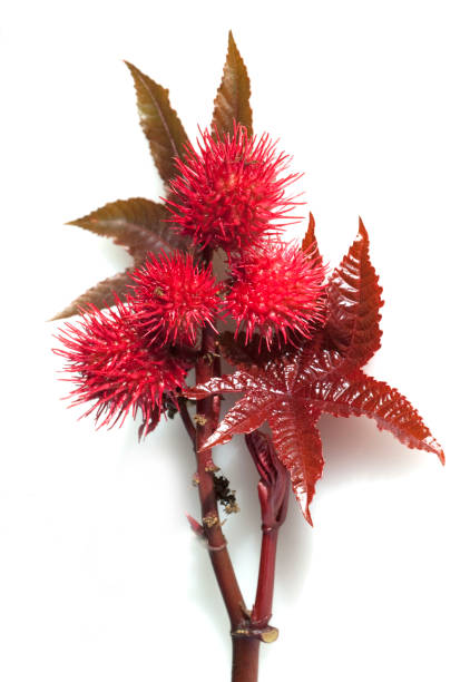 castor; Ricinus communis castor; Ricinus communis inflorescence photos stock pictures, royalty-free photos & images