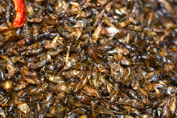 istock Fried insects in Bangkok 649187712
