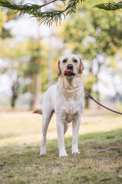 istock The Labrador retriever playing on the grass 649188308