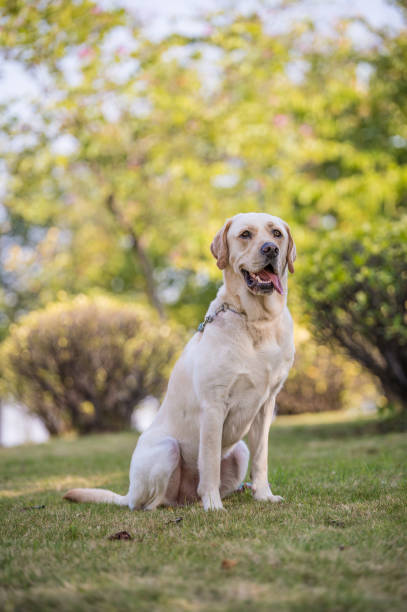 istock The Labrador retriever playing on the grass 649188336