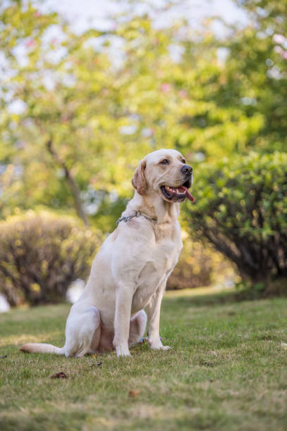 istock The Labrador retriever playing on the grass 649188344