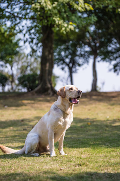 istock The Labrador retriever playing on the grass 649188478