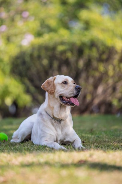 istock The Labrador retriever playing on the grass 649188538