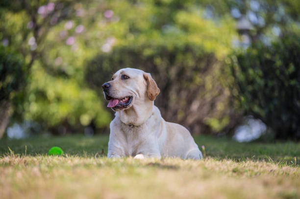 istock The Labrador retriever playing on the grass 649188572