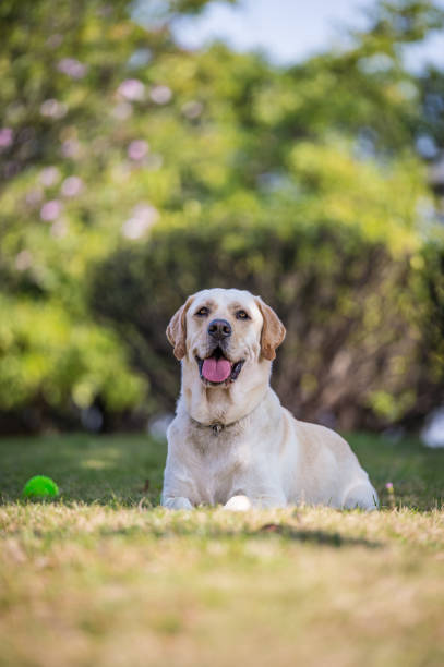 istock The Labrador retriever playing on the grass 649188582