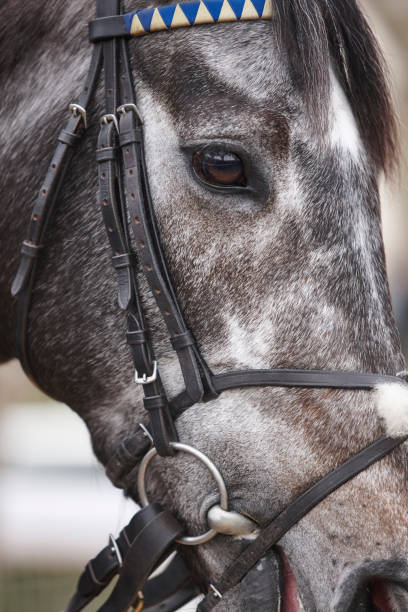 istock Race horse head detail ready to run. Paddock area. 649188604