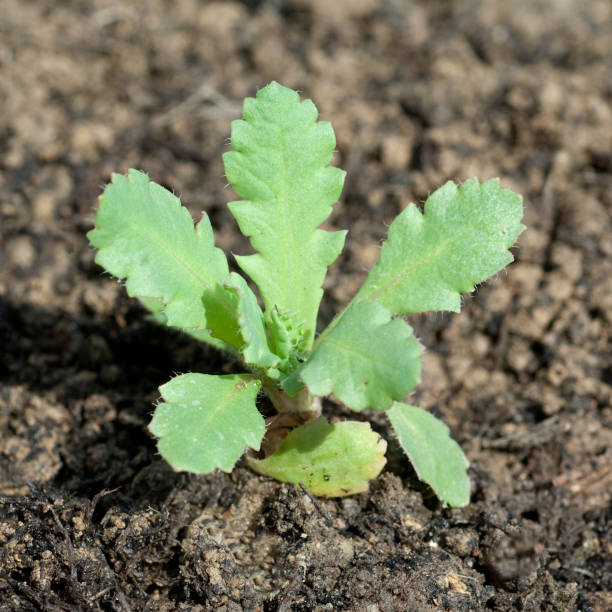 istock Opium poppy; Papaver; somniferum; Seedling 649191142