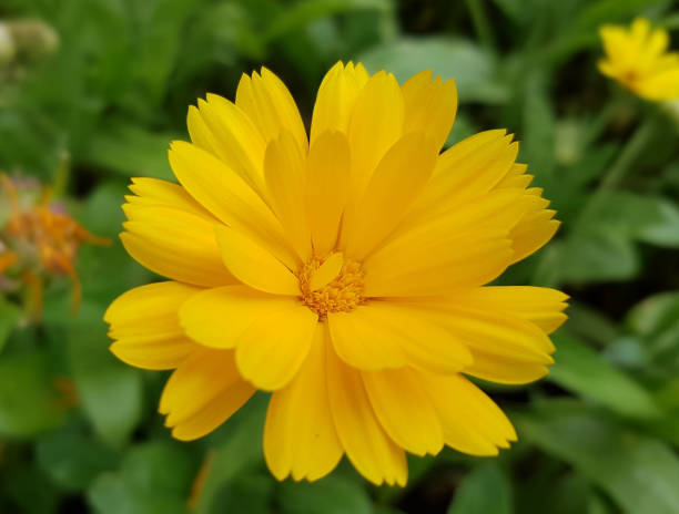 istock Marigold; Calendula, officinalis; Summer flower 649191258