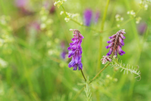 istock Wiesenblume Vogelwicke 649194994