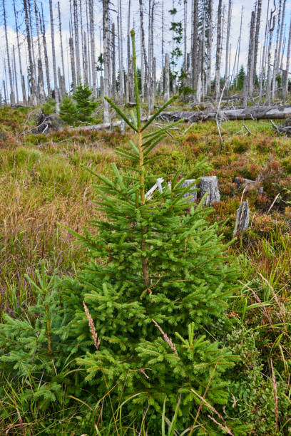 istock Forest dieback by bark beetle infestations in the high forest near Vltava source on the border of Germany with the Czech Republic, Bavarian Forest - Sumava National Park 649202106