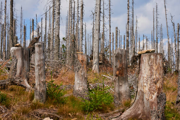 istock Forest dieback by bark beetle infestations in the high forest near Vltava source on the border of Germany with the Czech Republic, Bavarian Forest - Sumava National Park 649202406