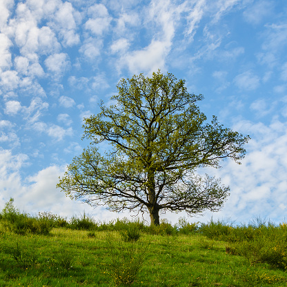 Single Oak Tree in Green Field, Spring Landscape, Germany