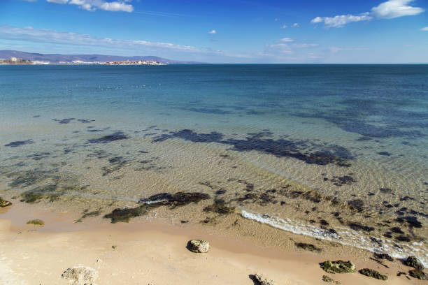 Beach and clear blue sea with swans