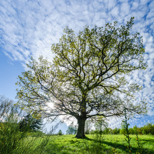 istock Single Oak Tree in Green Field, Spring Landscape, Germany 649206192