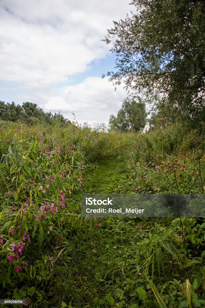 Flowering Himalayan Balsam along foot path, Biesbosch National Park, Netherlands Impatiens gladulifera Europe Stock Photo