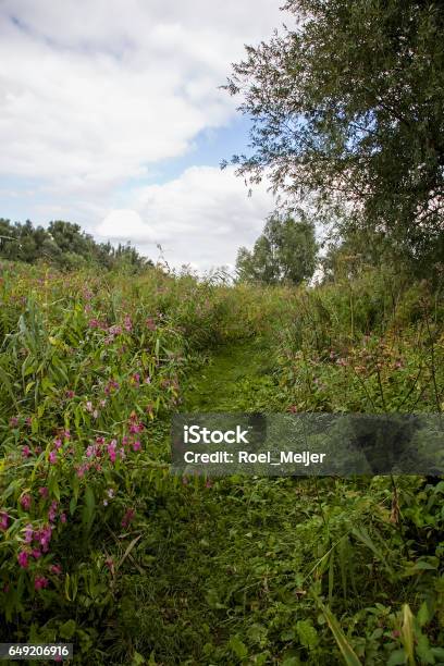 Flowering Himalayan Balsam Along Foot Path Biesbosch National Park Netherlands Stock Photo - Download Image Now