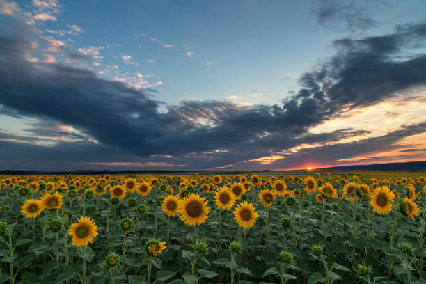 istock Sunflower field at sunset in summer 649207710