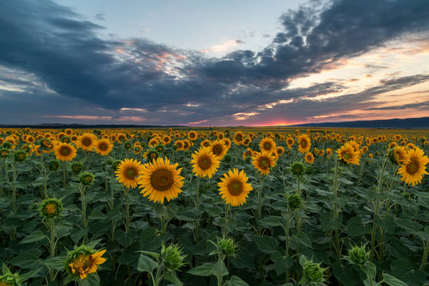 istock Beautiful sunset over the sunflower field 649207726