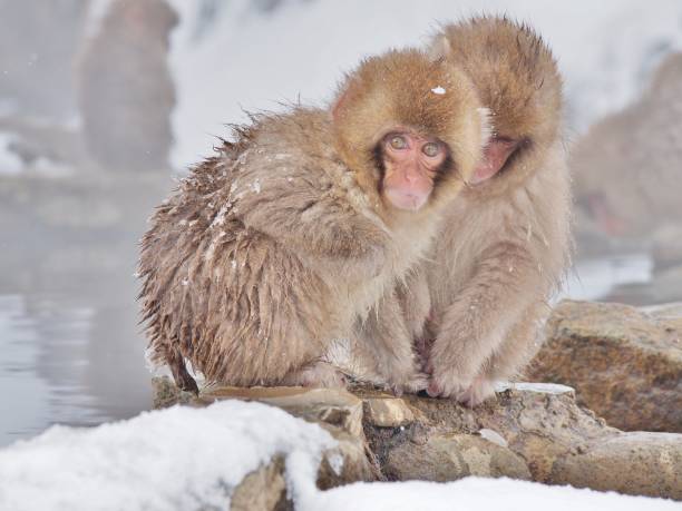 Portrait of a Japanese macaque (snow monkey)