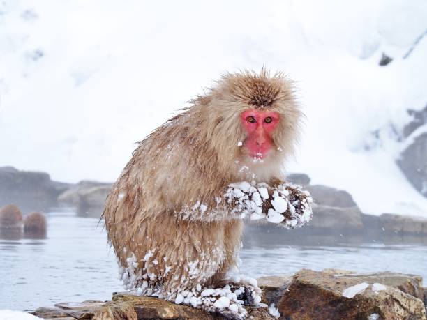 Portrait of a red face Japanese macaque (snow monkey)
