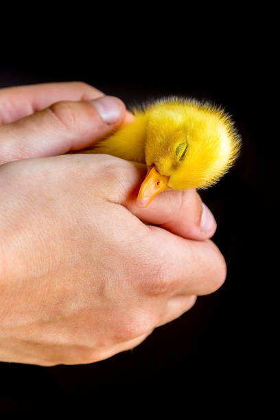 istock Sleeping newborn duckling in human hands 649214170
