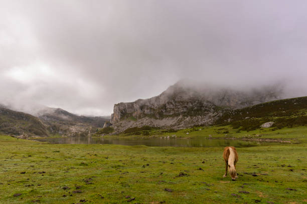 istock Horse in La Ercina lake (Lakes of Covadonga). 649214948