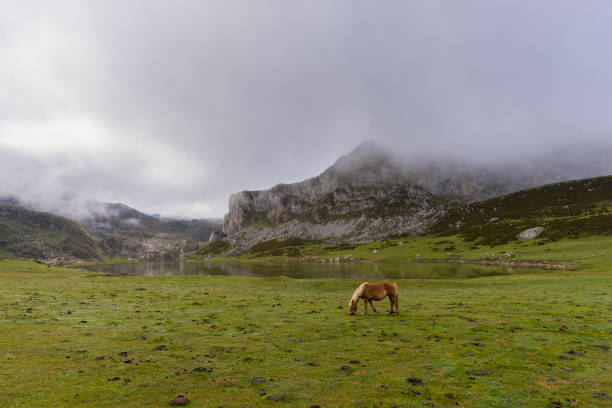 istock Horse in La Ercina lake (Lakes of Covadonga). 649214954