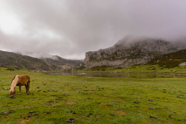 istock Horse in La Ercina lake (Lakes of Covadonga). 649214976