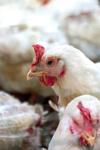 istock Sick chicken or Sad chicken in farm. 649215194