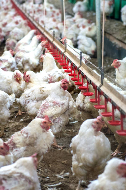 istock Sick chicken or Sad chicken in farm. 649215196