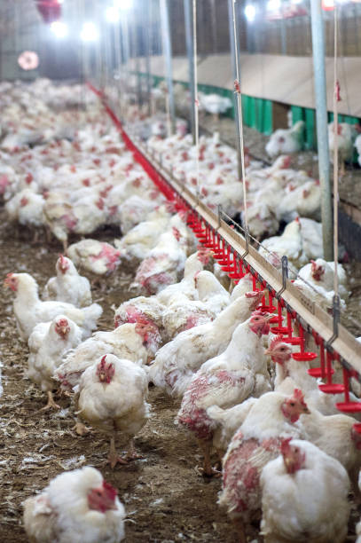 istock Sick chicken or Sad chicken in farm. 649215206