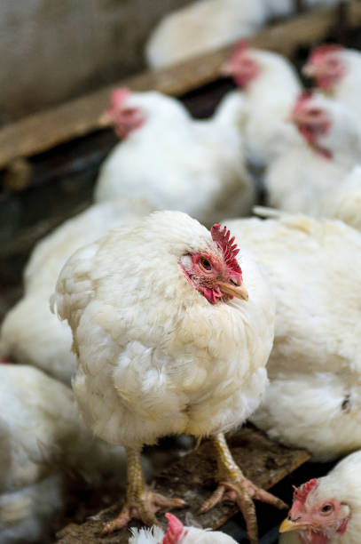 istock Sick chicken or Sad chicken in farm. 649215212