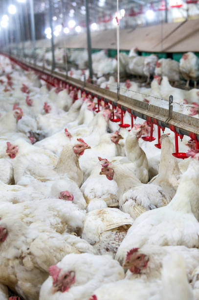 istock Sick chicken or Sad chicken in farm. 649215218
