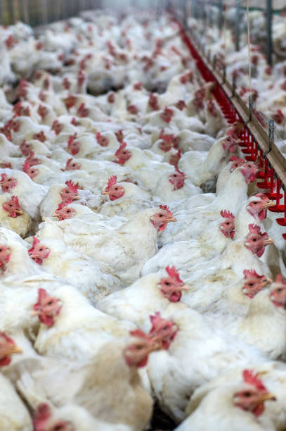 istock Sick chicken or Sad chicken in farm. 649215222