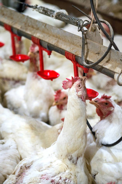 istock Sick chicken or Sad chicken in farm. 649215236
