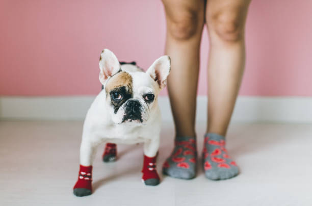 istock Womens Legs with dog side by side. 649218892