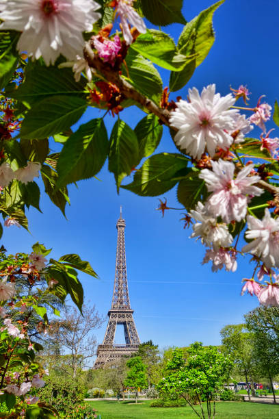 istock Eiffel Tower during spring time in Paris, France 649219698