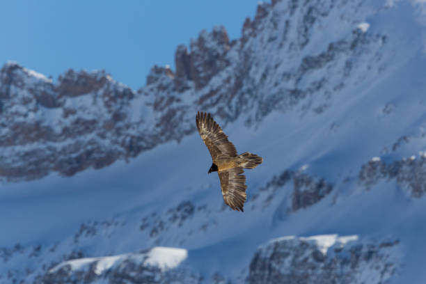 istock Flying juvenile bearded vulture (Gypaetus barbatus) with mountains, snow 649222780