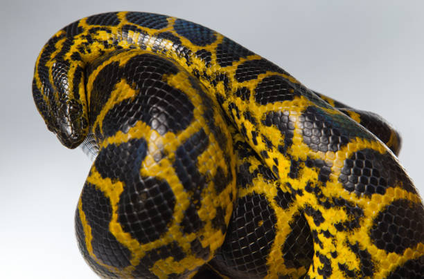 istock Crawling yellow snake in knot 649224034