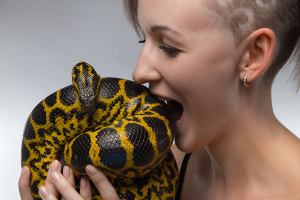100+ Python Snake Eating Biting Stock Photos, Pictures & Royalty-Free ...