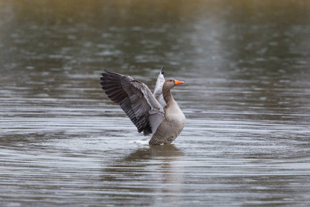 istock Gray goose (Anser anser) moving wings in water during rain 649228396