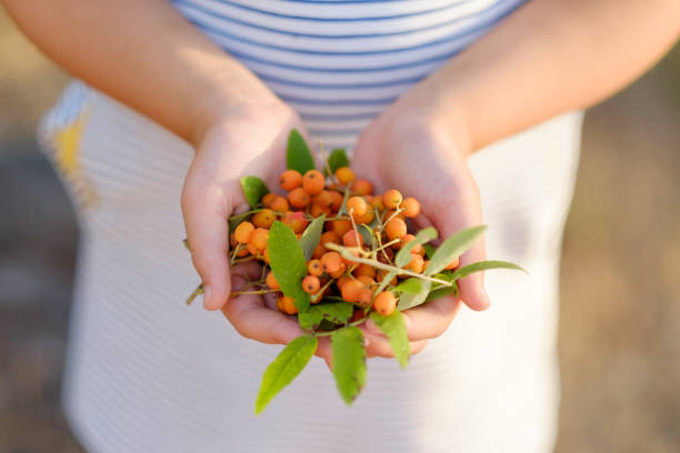 istock girl holding mountain ash berries in her hands 649228662